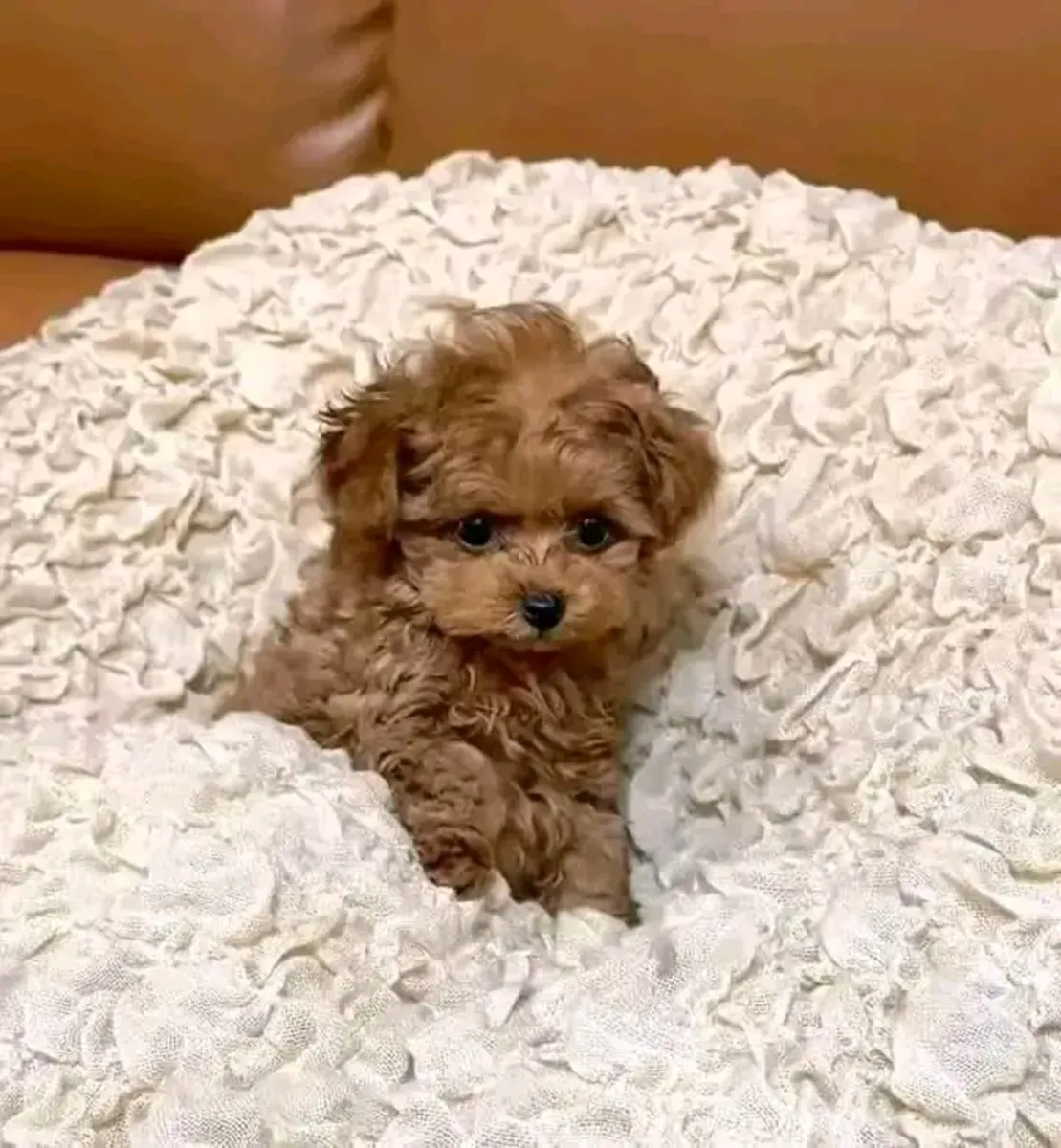 AKC kayıtlı pudel yavrusu mevcut