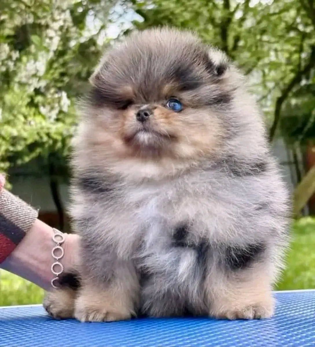 可爱的博美犬幼犬待领养