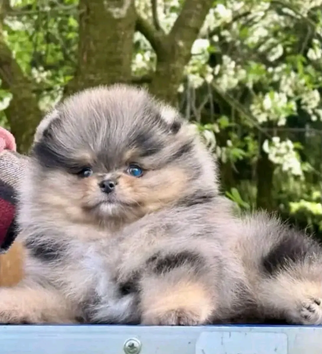 可爱的博美犬幼犬待领养