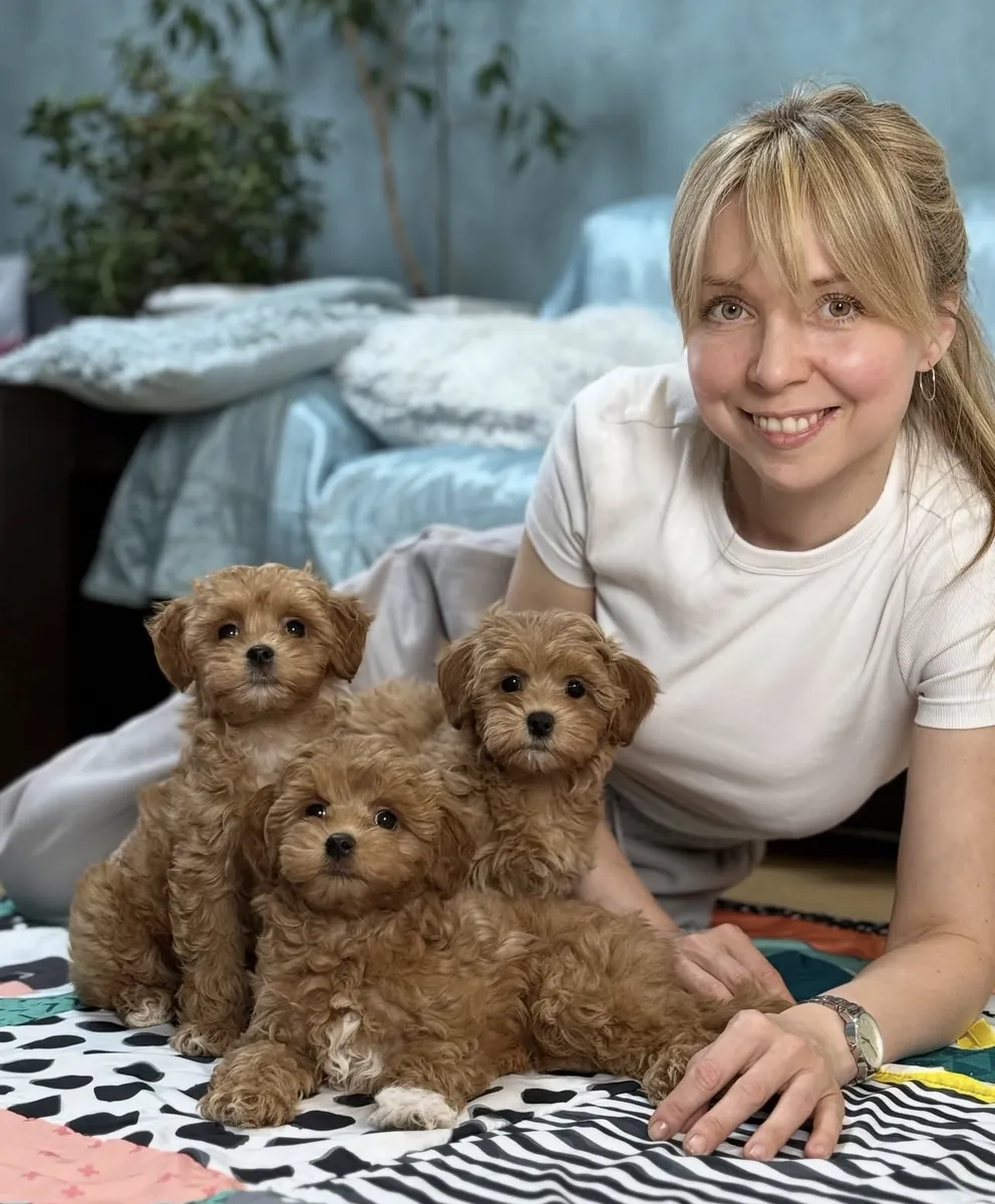 Harika Maltipoo yavruları evlat edinmek için