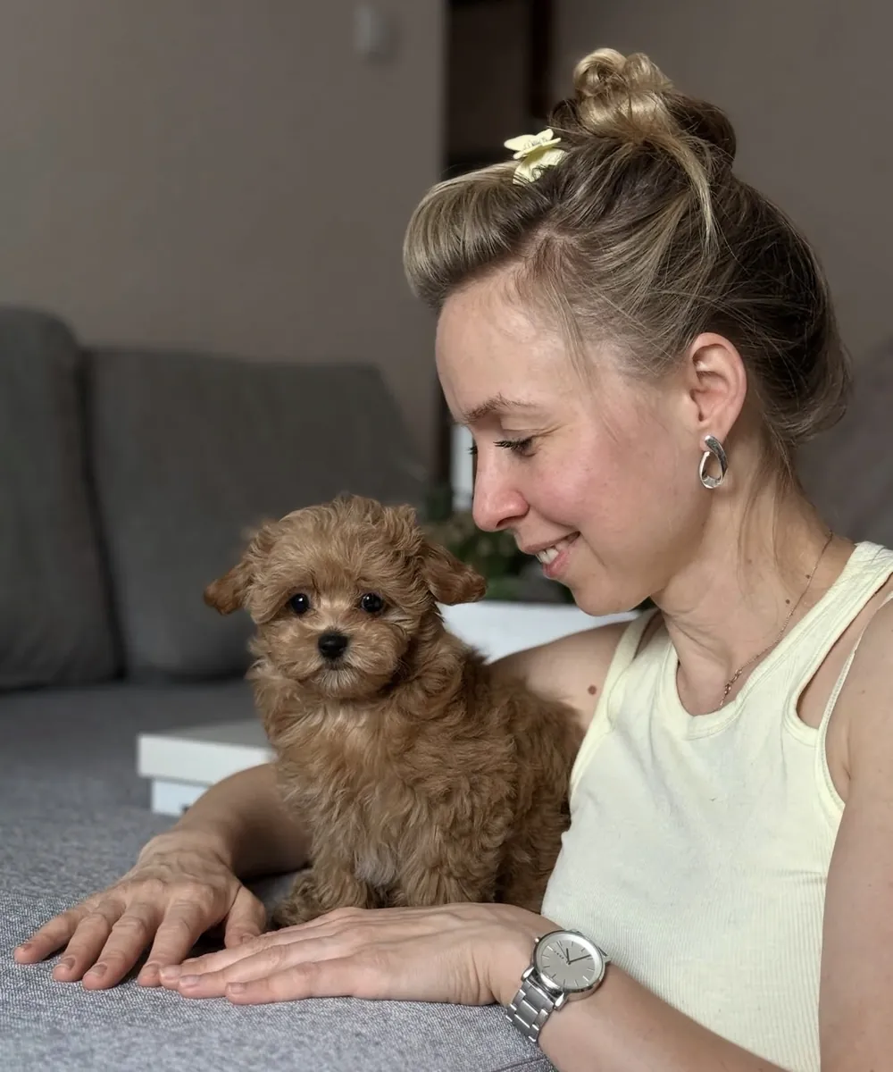 待领养的玩具马尔济斯贵宾犬幼犬
