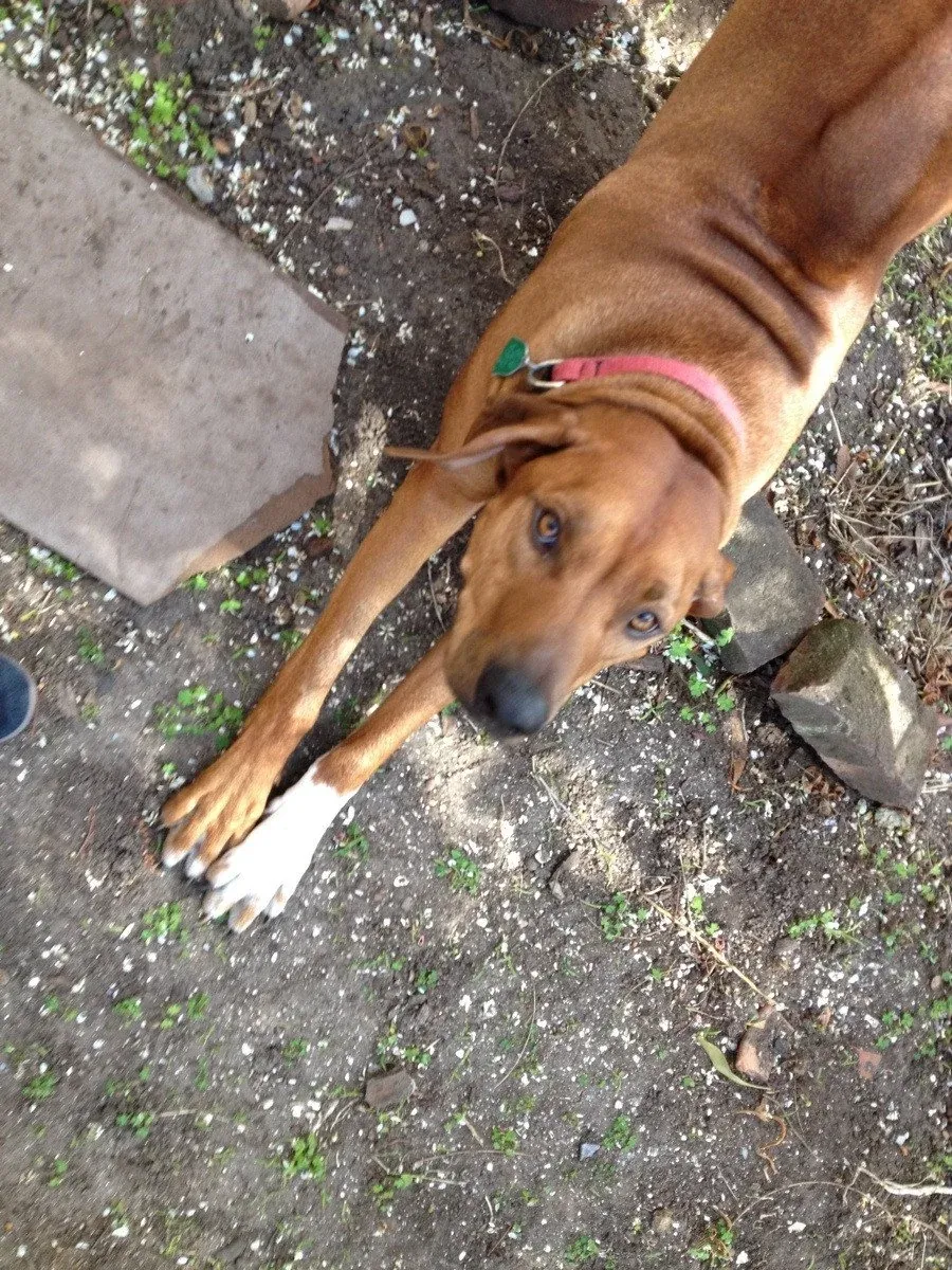 requires a more structured and active environment