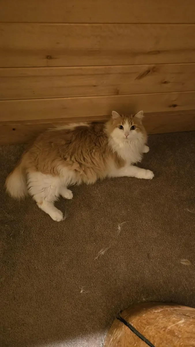 better suited to a quieter household