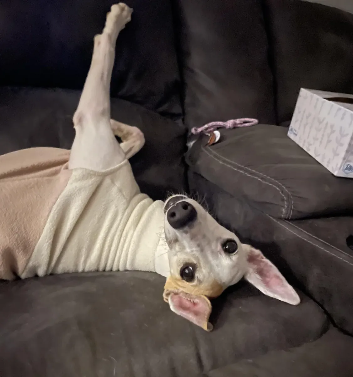 low-maintenance in theory, not in practice