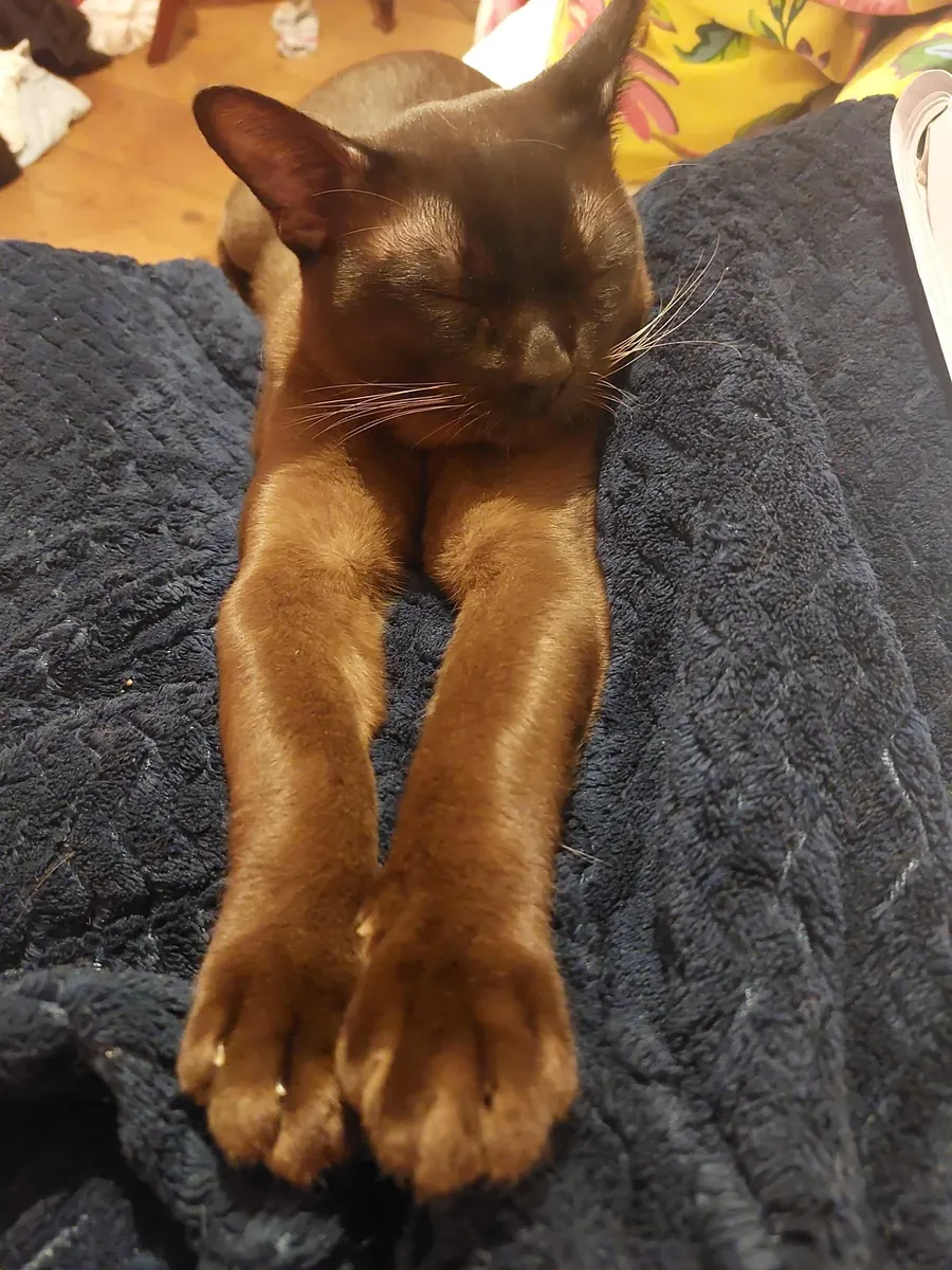 social cat, currently under-stimulated