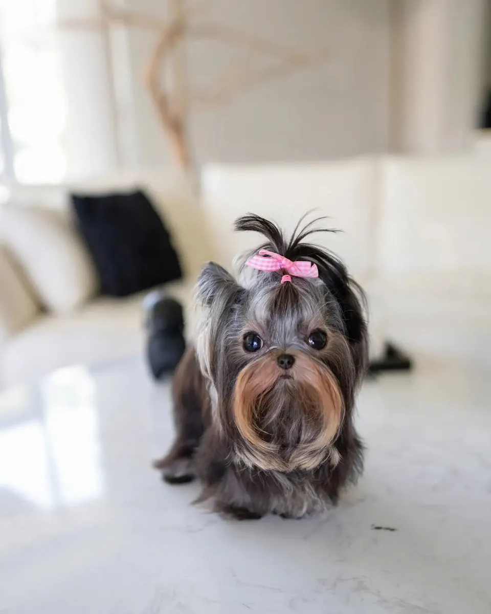 Yerli Terrier yavrusu evlat edinme için