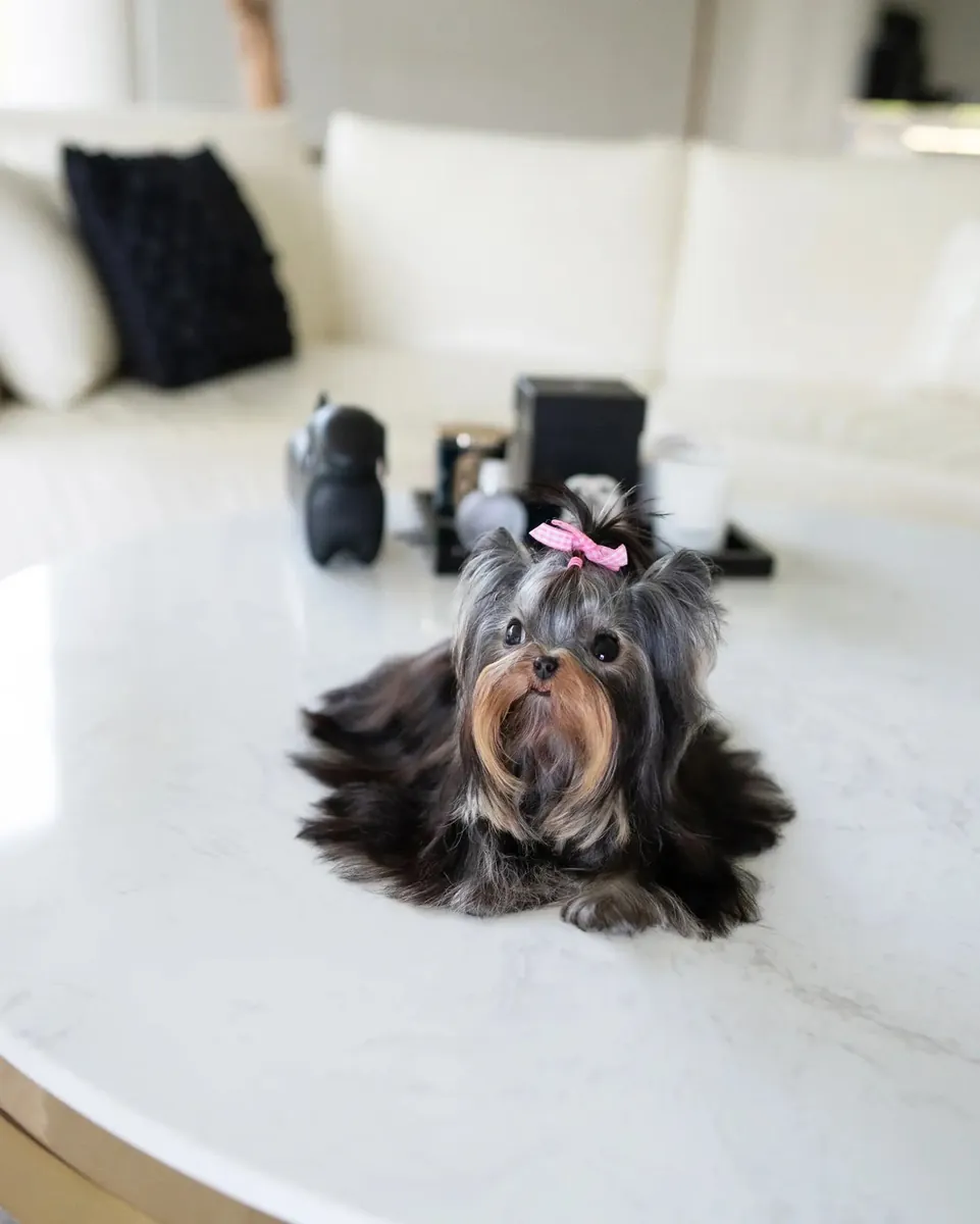 Yerli Terrier yavrusu evlat edinme için