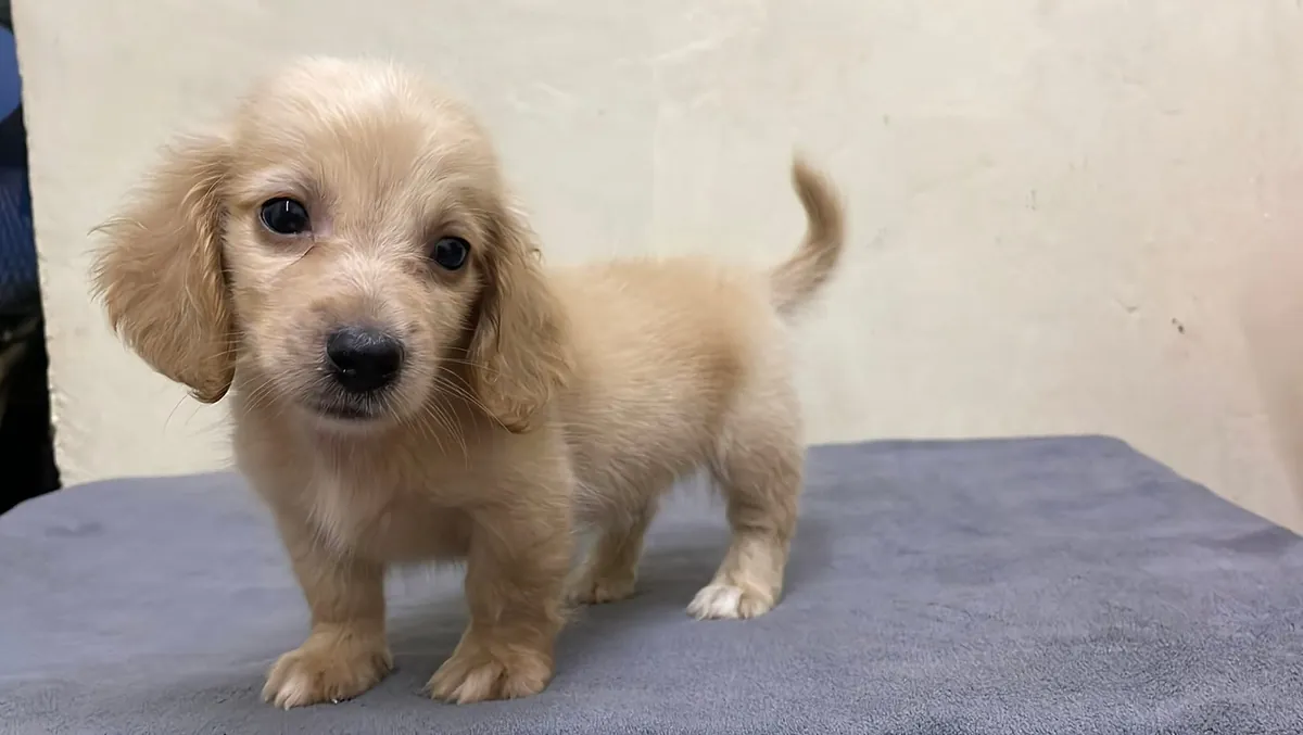 🐾 CHIOT DACHSHUND DISPONIBLE À L'ADOPTION 🐾