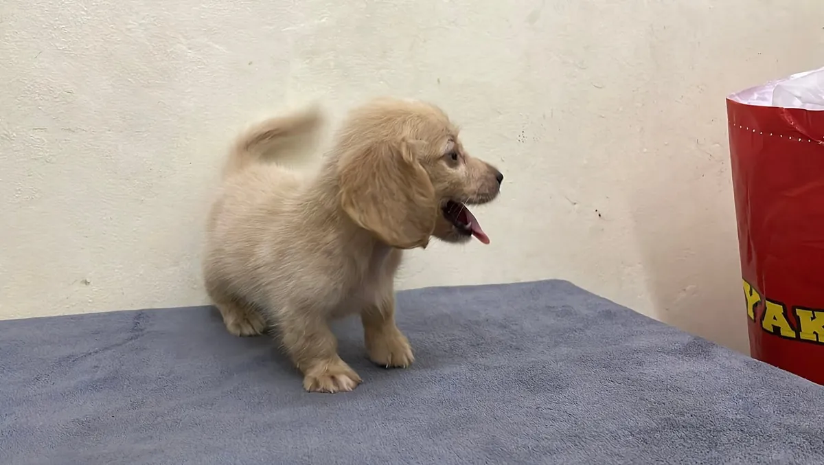 🐾 CHIOT DACHSHUND DISPONIBLE À L'ADOPTION 🐾