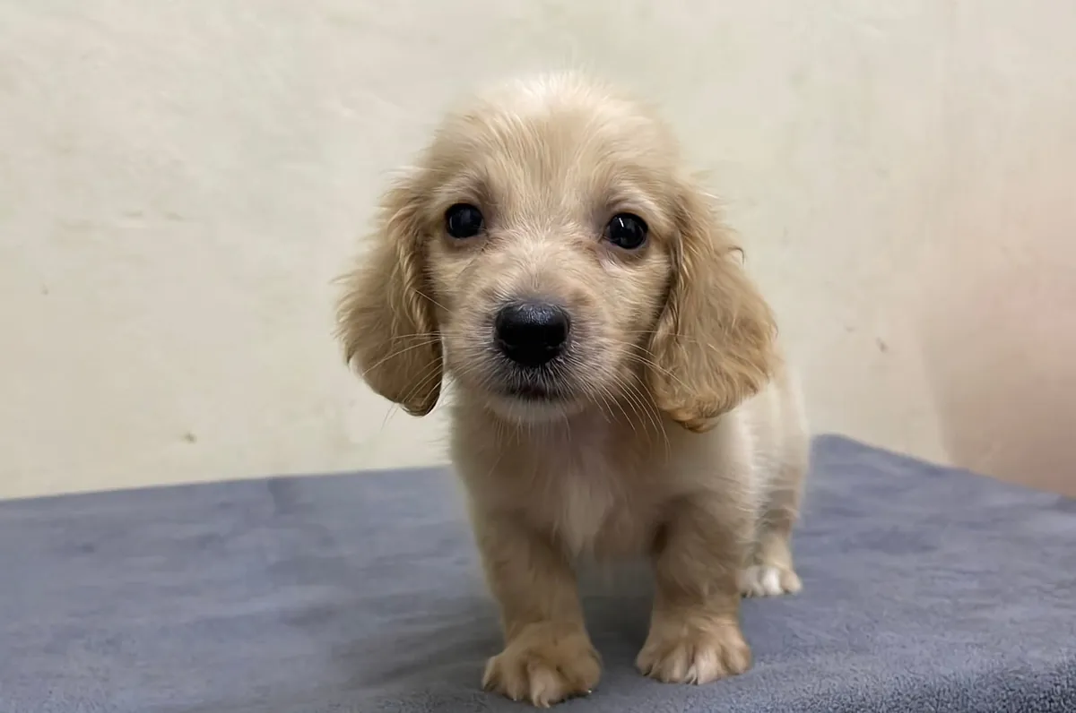 🐾 CHIOT DACHSHUND DISPONIBLE À L'ADOPTION 🐾