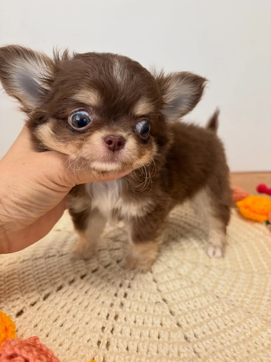 🐾 Chiot Chihuahua Disponible à l'Adoption 🏡❤️
