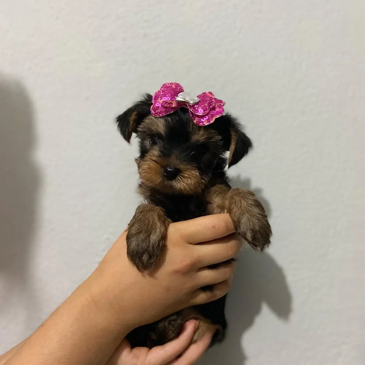 Chiot Yorkshire Terrier disponible à l'adoption – 250 €