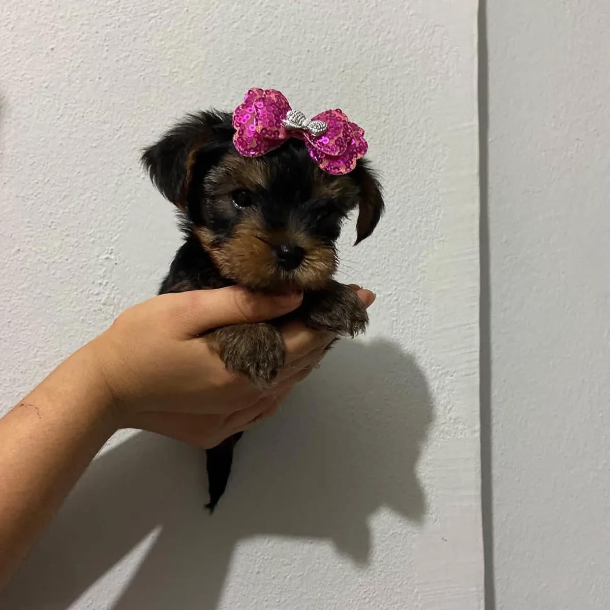 Chiot Yorkshire Terrier disponible à l'adoption – 250 €