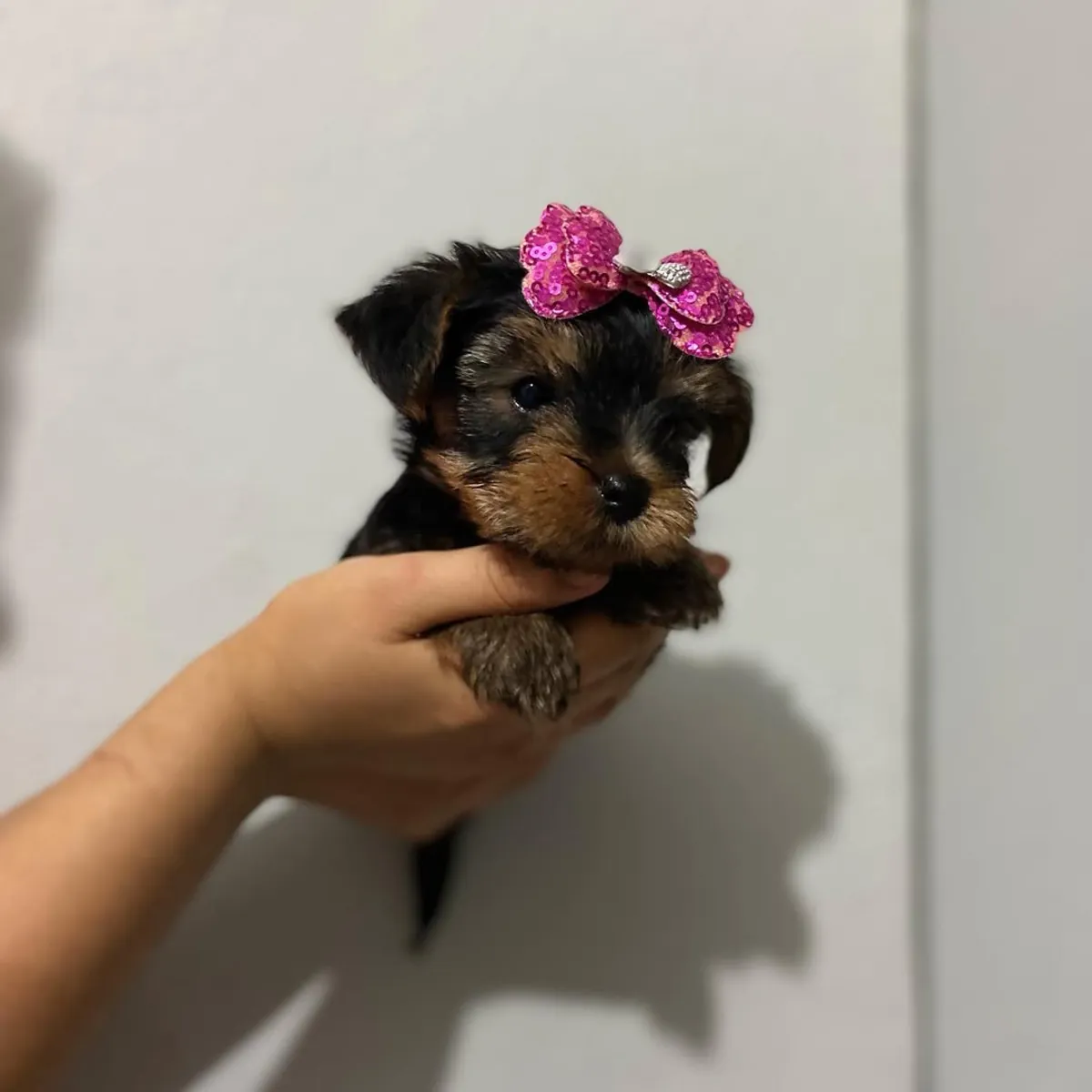Chiot Yorkshire Terrier disponible à l'adoption – 250 €