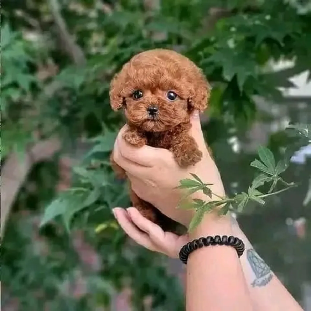 🐾 Poodle Puppy Available for Adoption 🐾