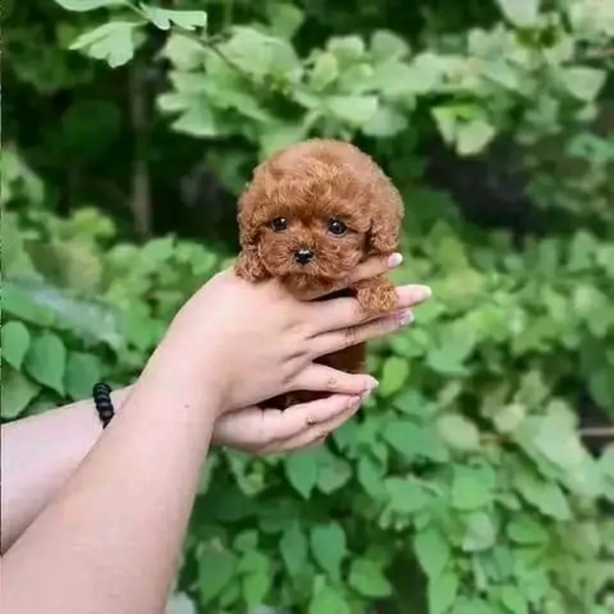 🐾 Poodle Puppy Available for Adoption 🐾