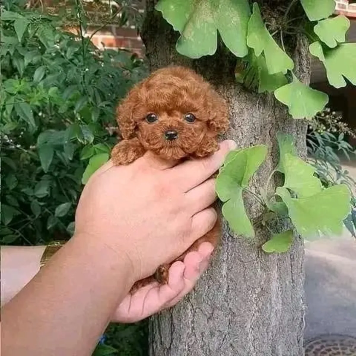 🐾 Poodle Puppy Available for Adoption 🐾