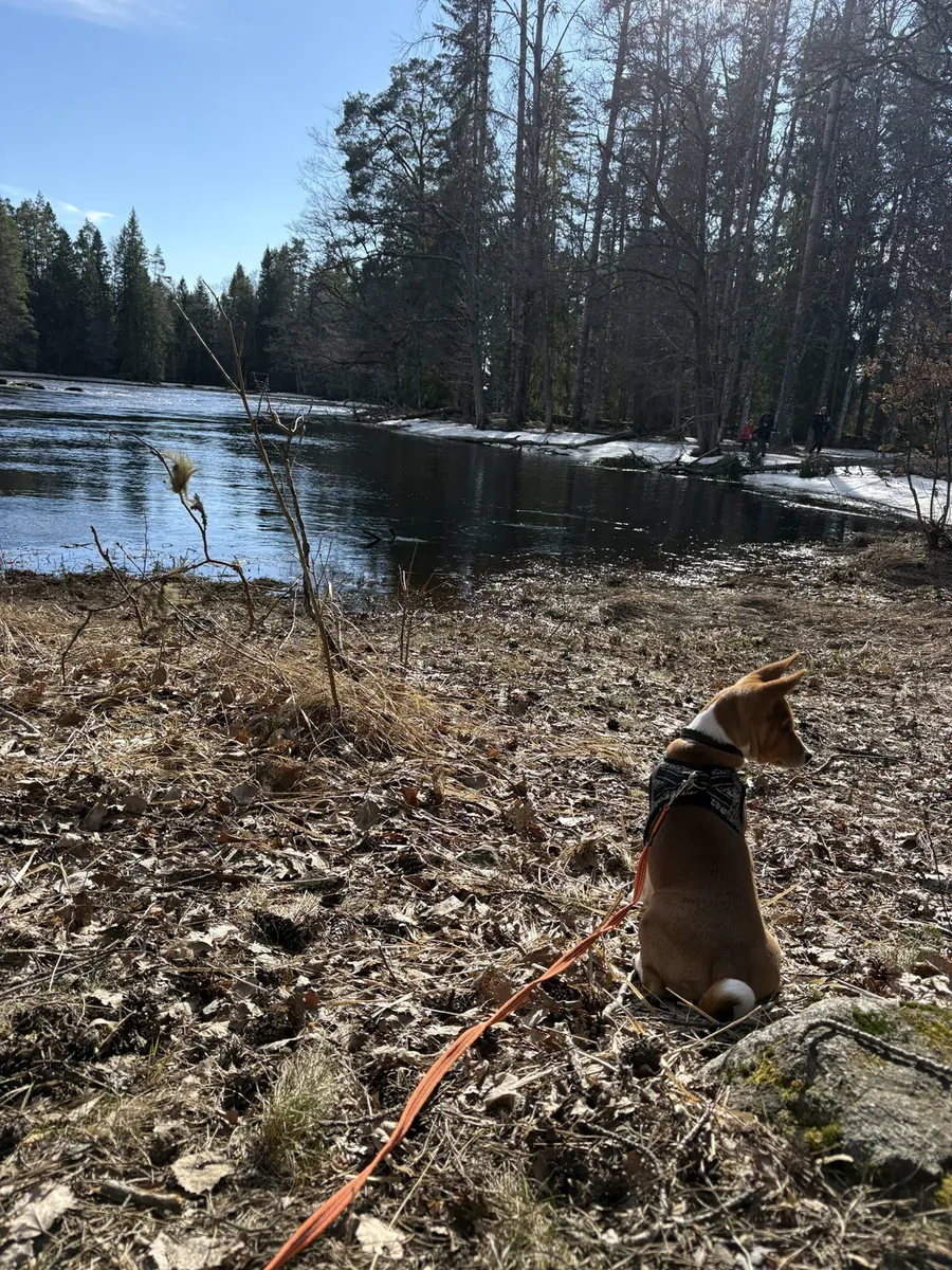 independent dog, not ideal for a typical routine