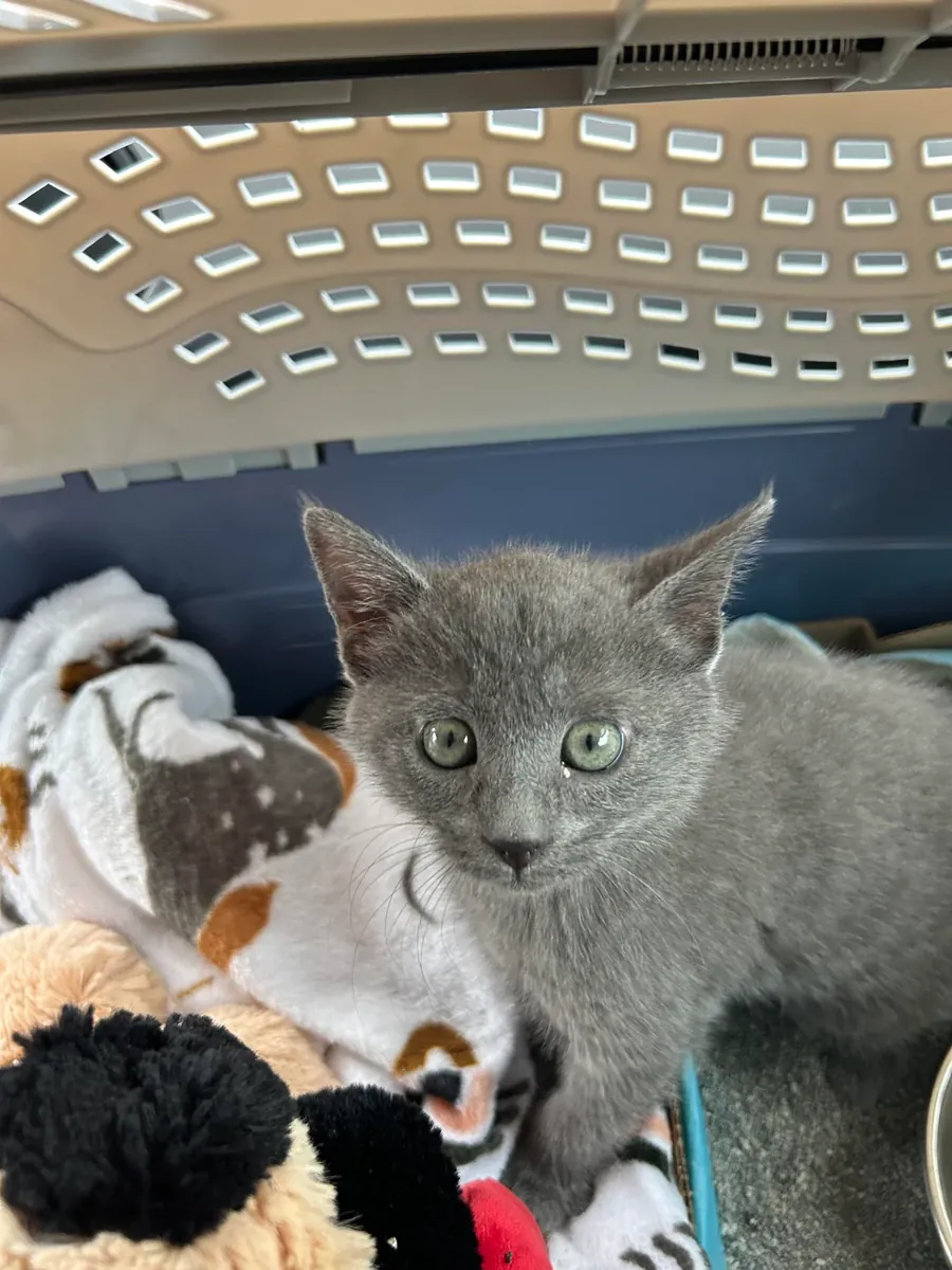 calm cat, prefers a more stable environment