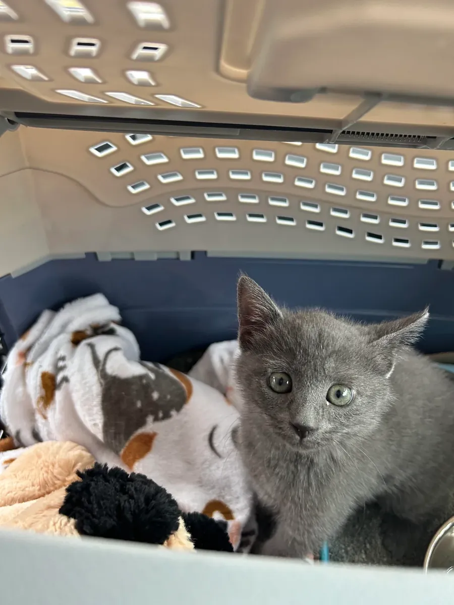 calm cat, prefers a more stable environment