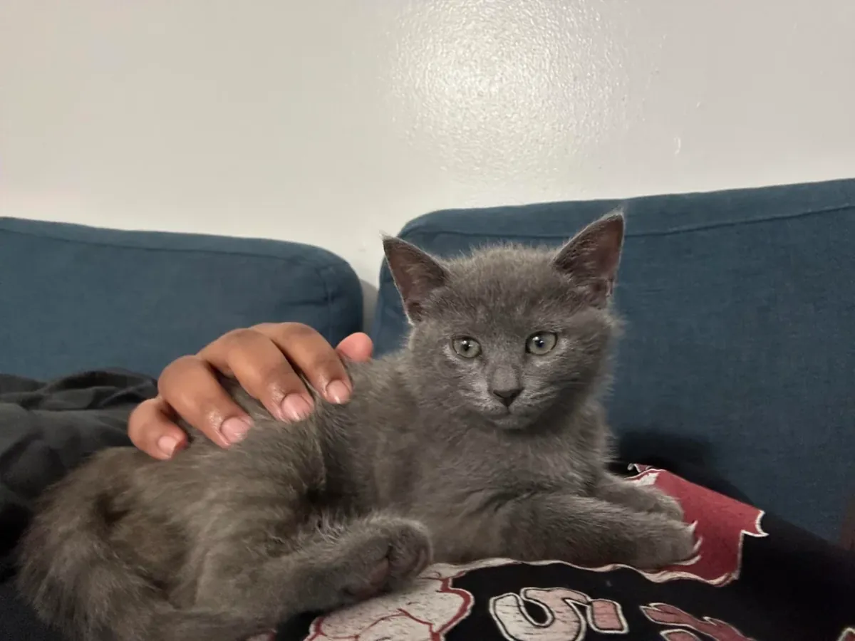 calm cat, prefers a more stable environment