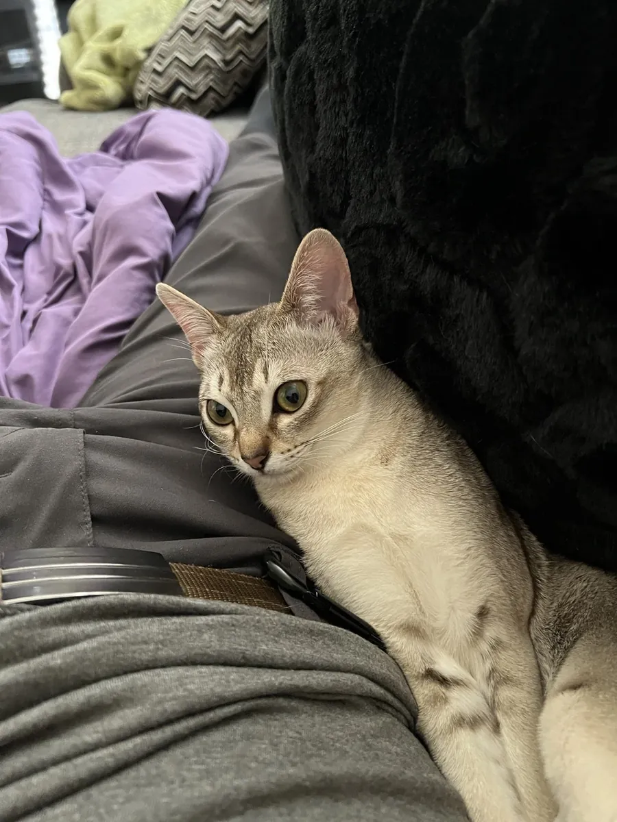 small cat, highly people-oriented