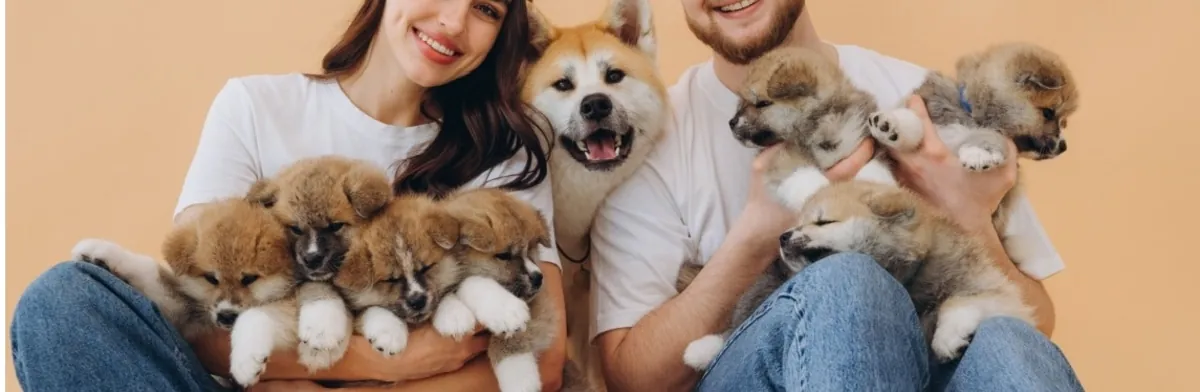 Sevgi dolu aileler için Akita Inu yavruları
