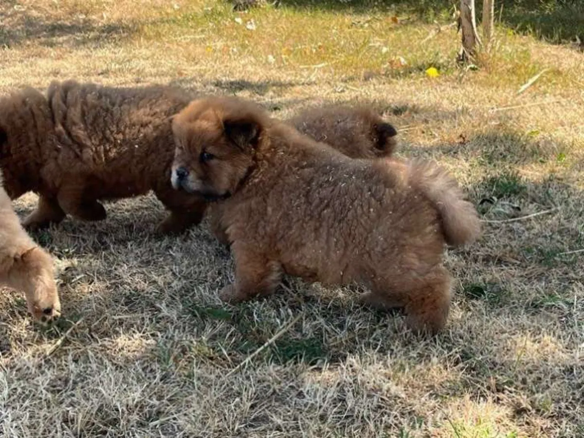 Purebred Chow Chow puppies for sale