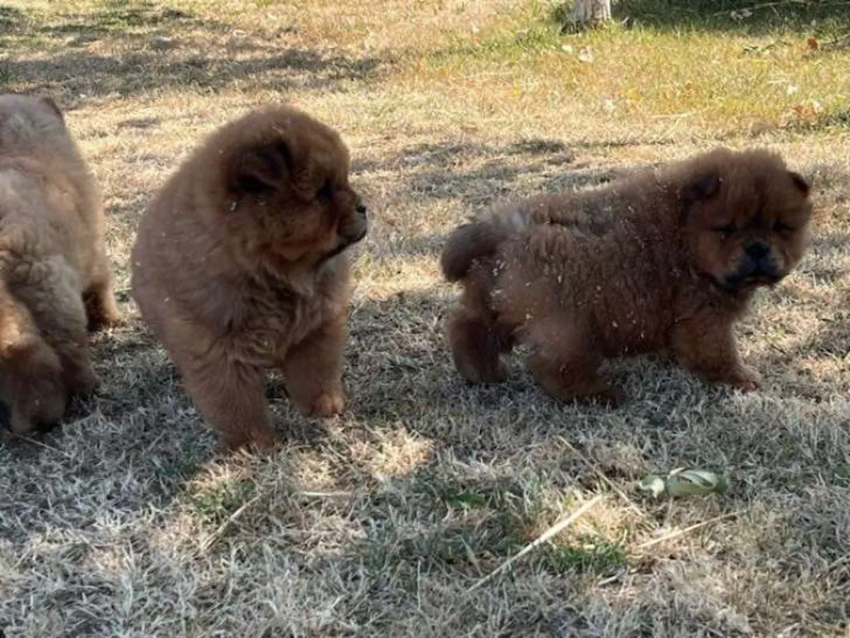Purebred Chow Chow puppies for sale
