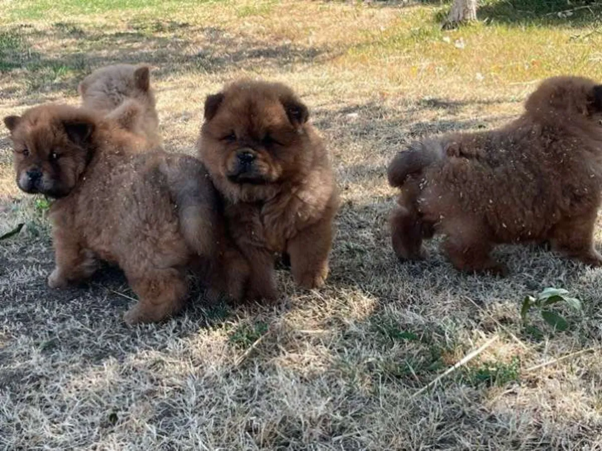 Purebred Chow Chow puppies for sale