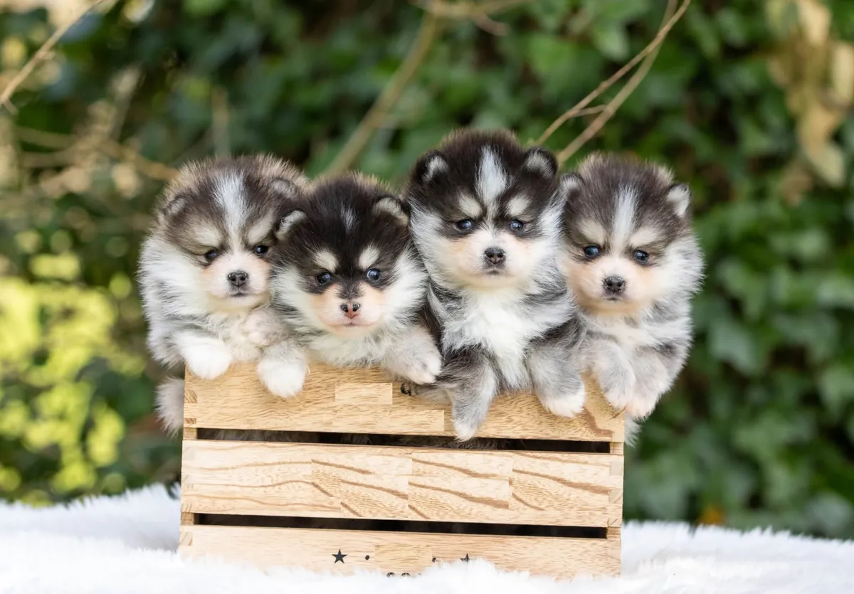 Safkan Sibirya Husky Yavruları, zaten sütten kesilmiş