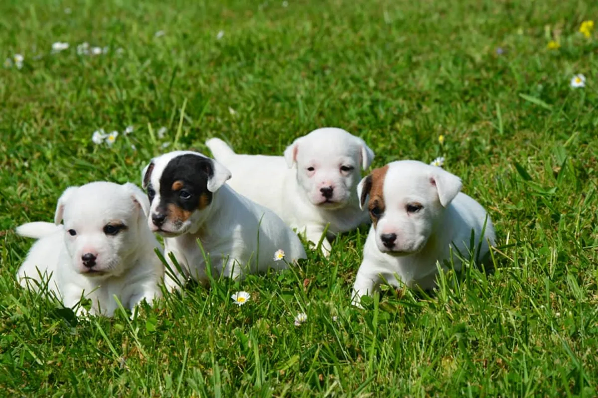 Cachorros de Jack Russell de raza pura