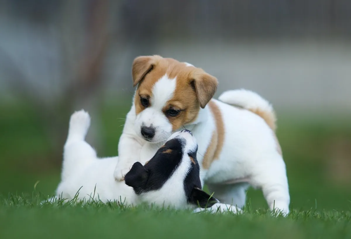 Cachorros de Jack Russell de raza pura