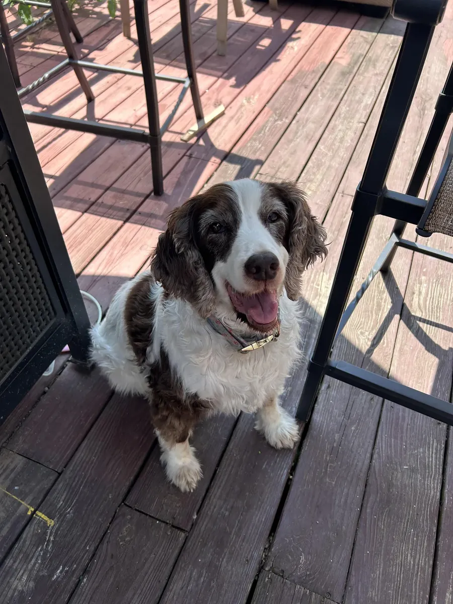 springer spaniel, besoin de plus d’activité