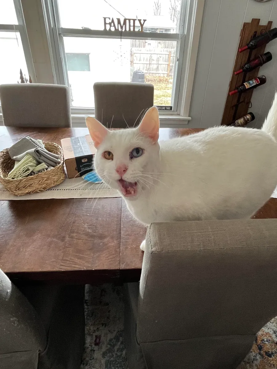 chat van, habitué maison