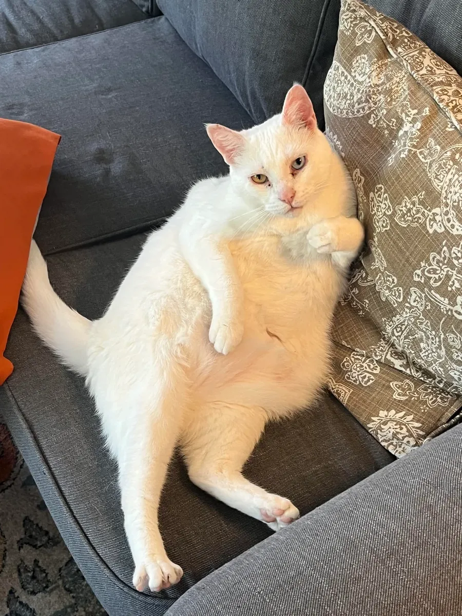 chat van, habitué maison