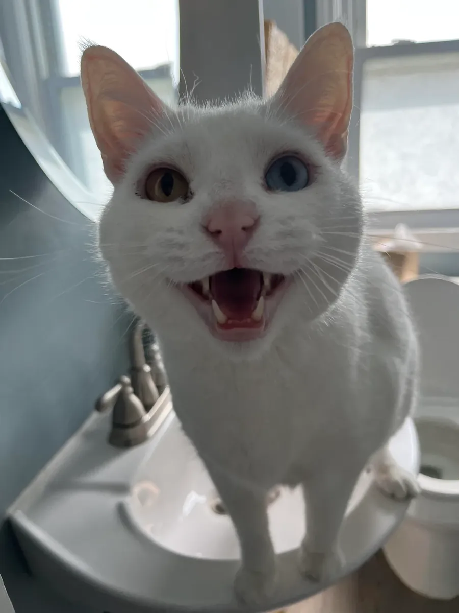 chat van, habitué maison