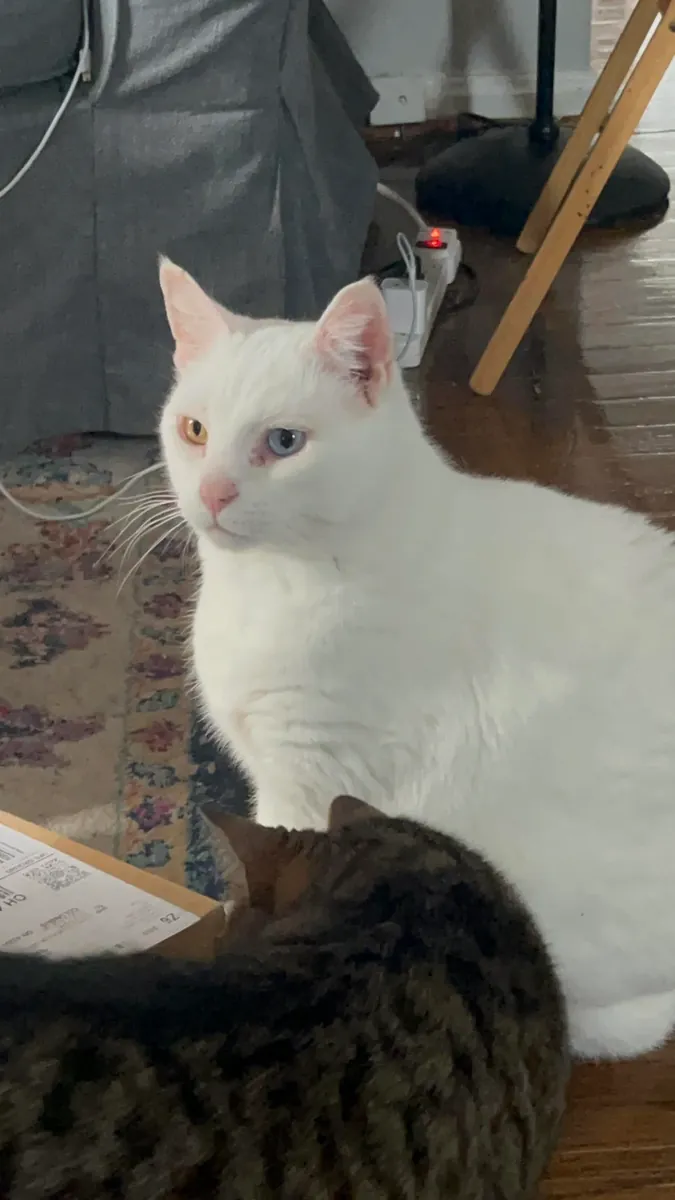 chat van, habitué maison