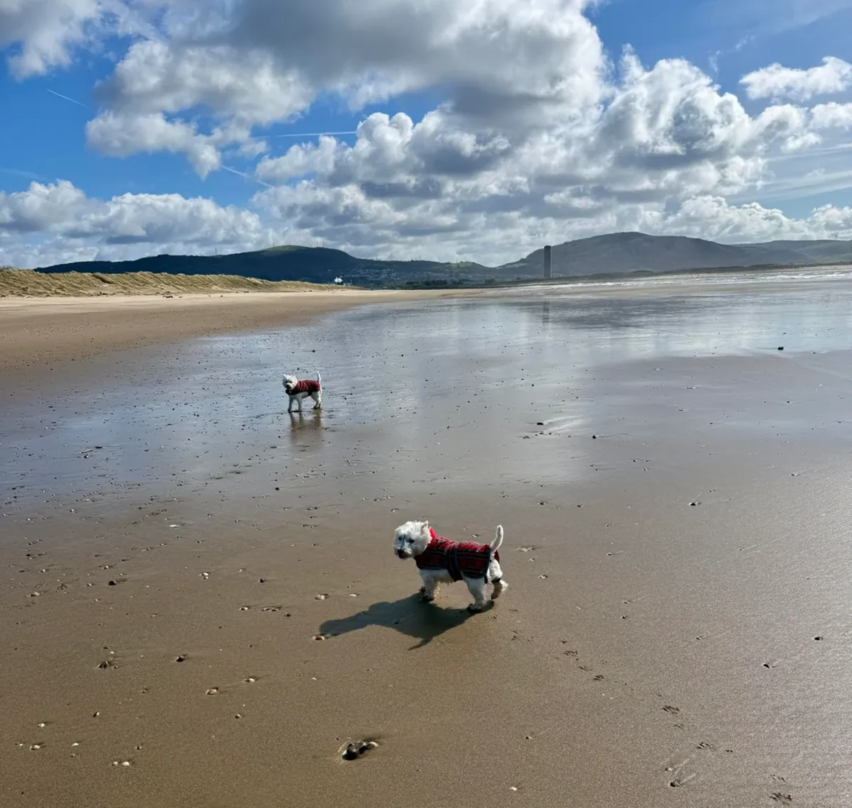 westie, petit chien mais demande attention