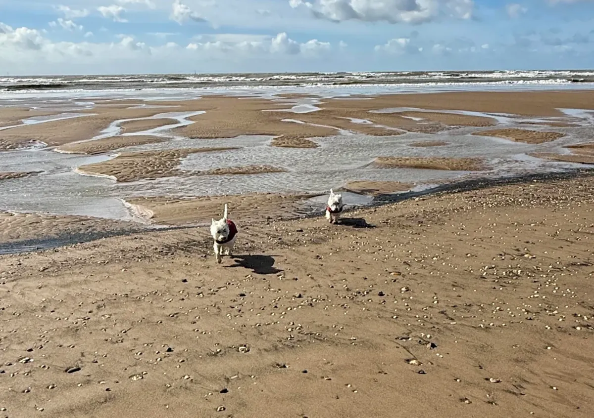 westie, petit chien mais demande attention