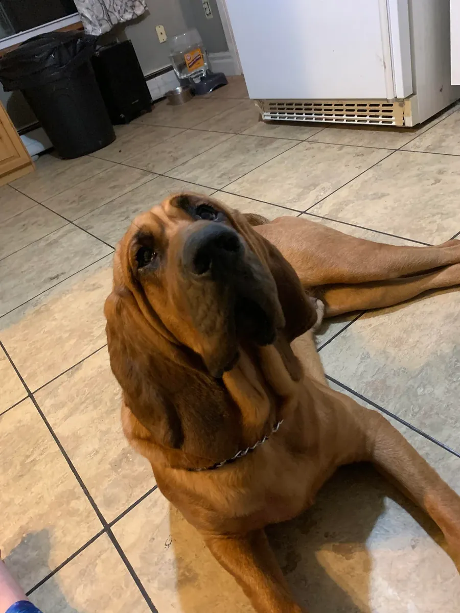 chien imposant, besoin d’espace