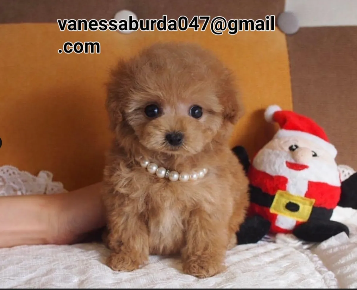 Chiots Toy Poodle à adopter (veuillez me contacter par e-mail sur les photos)