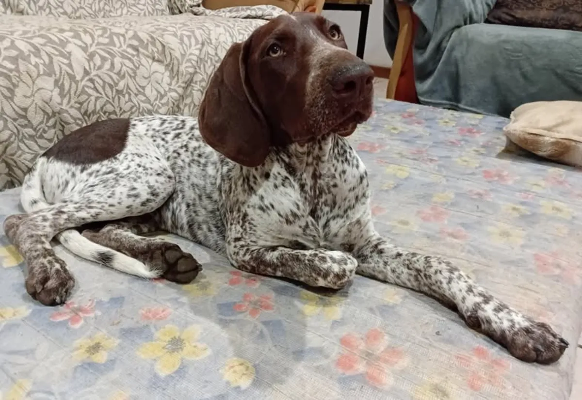 pointer, chien très actif