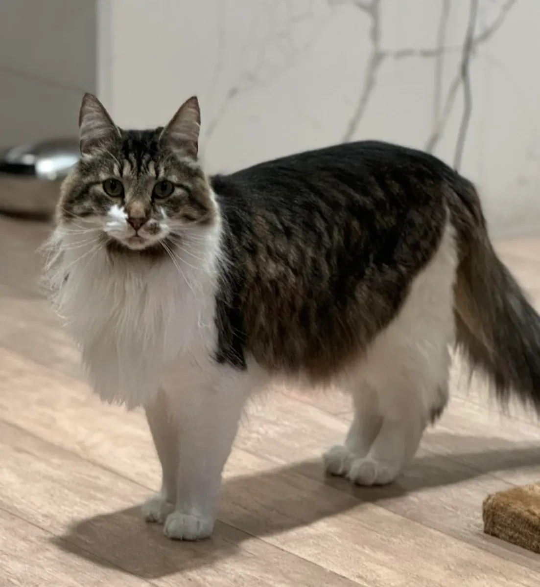 chat forestier, plutôt indépendant