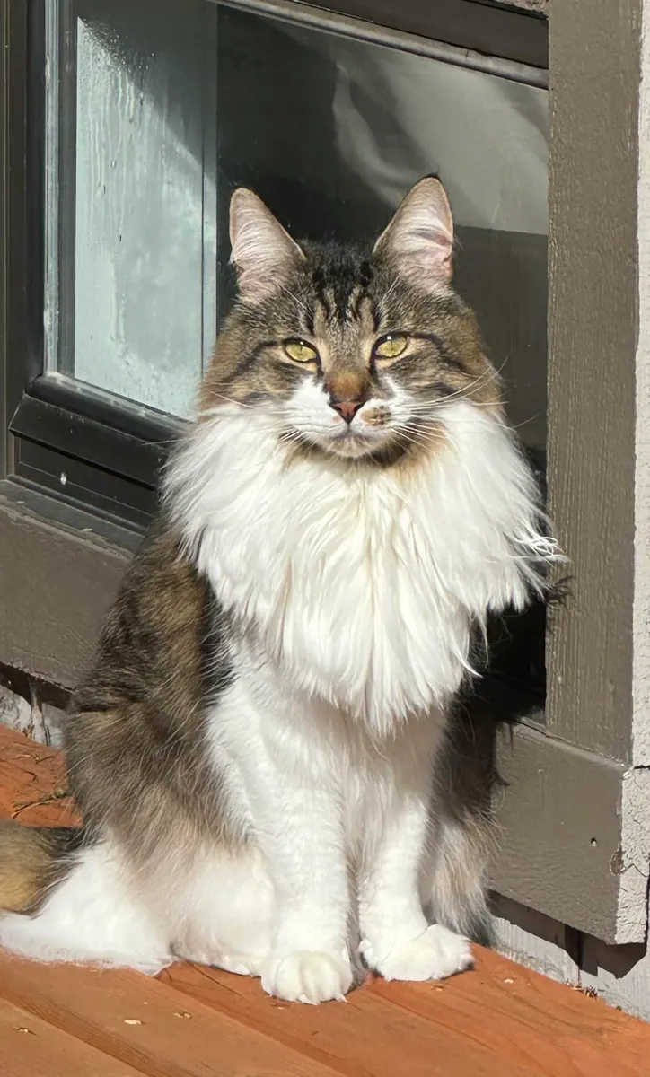 chat forestier, plutôt indépendant