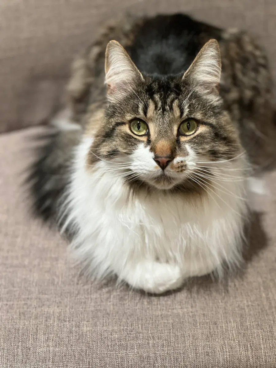 chat forestier, plutôt indépendant