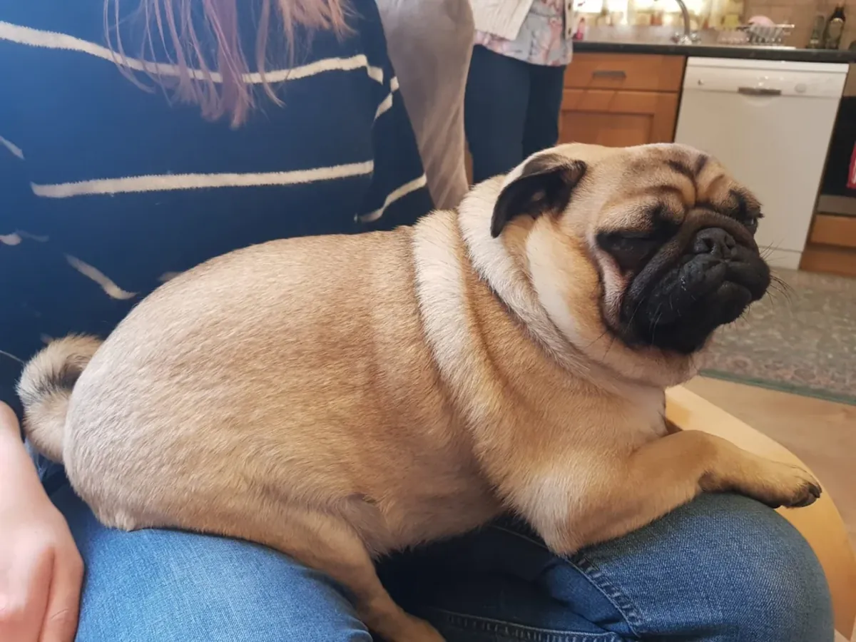 carlin, bien entretenu