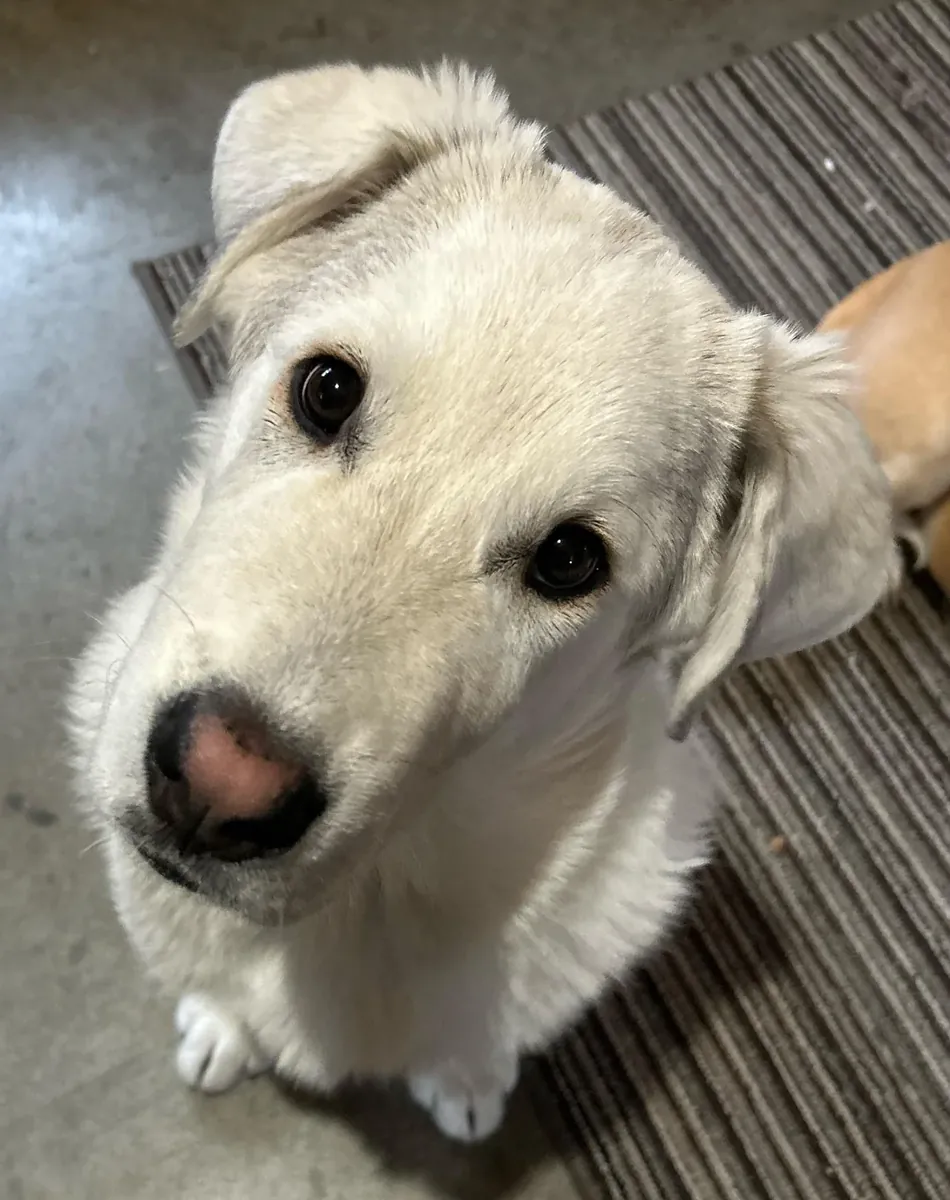 grand chien, besoin d’espace