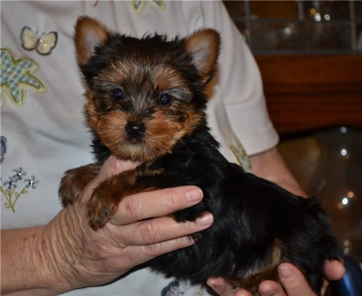 Preciosos cachorros de Yorkshire Terrier, machos y hembras