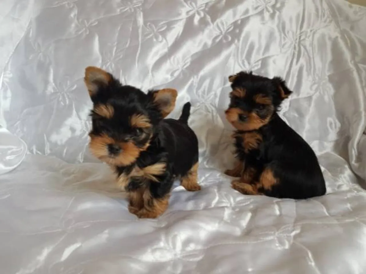Cachorros Yorkshire Terrier adorables buscan un hogar para siempre